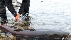 Тул загас барьсан гурван этгээдийг илрүүлж, 67.2 саяар торголоо